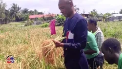 LNTV/DAMAWA FOFANA REPORT ON LOWLAND RICE