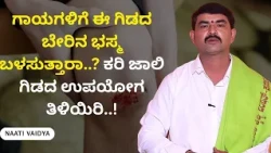 ಗಾಯಗಳಿಗೆ ಈ ಗಿಡದ ಬೇರಿನ ಭಸ್ಮ ಬಳಸುತ್ತಾರಾ..? ಕರಿ ಜಾಲಿ ಗಿಡದ ಉಪಯೋಗ ತಿಳಿಯಿರಿ..! | NAATI VAIDYA