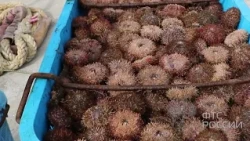 Customs officers in the Far East uncover 20 million ruble sea urchin smuggling scheme.